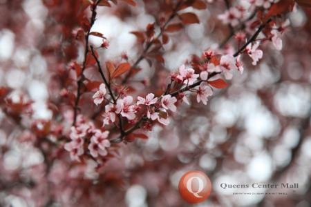 Flowers in Queens